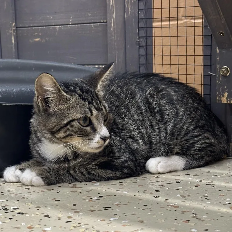A baby small-sized female Gray / Blue / Silver Domestic Short Hair cat named Belle for adoption in Leesburg, FL