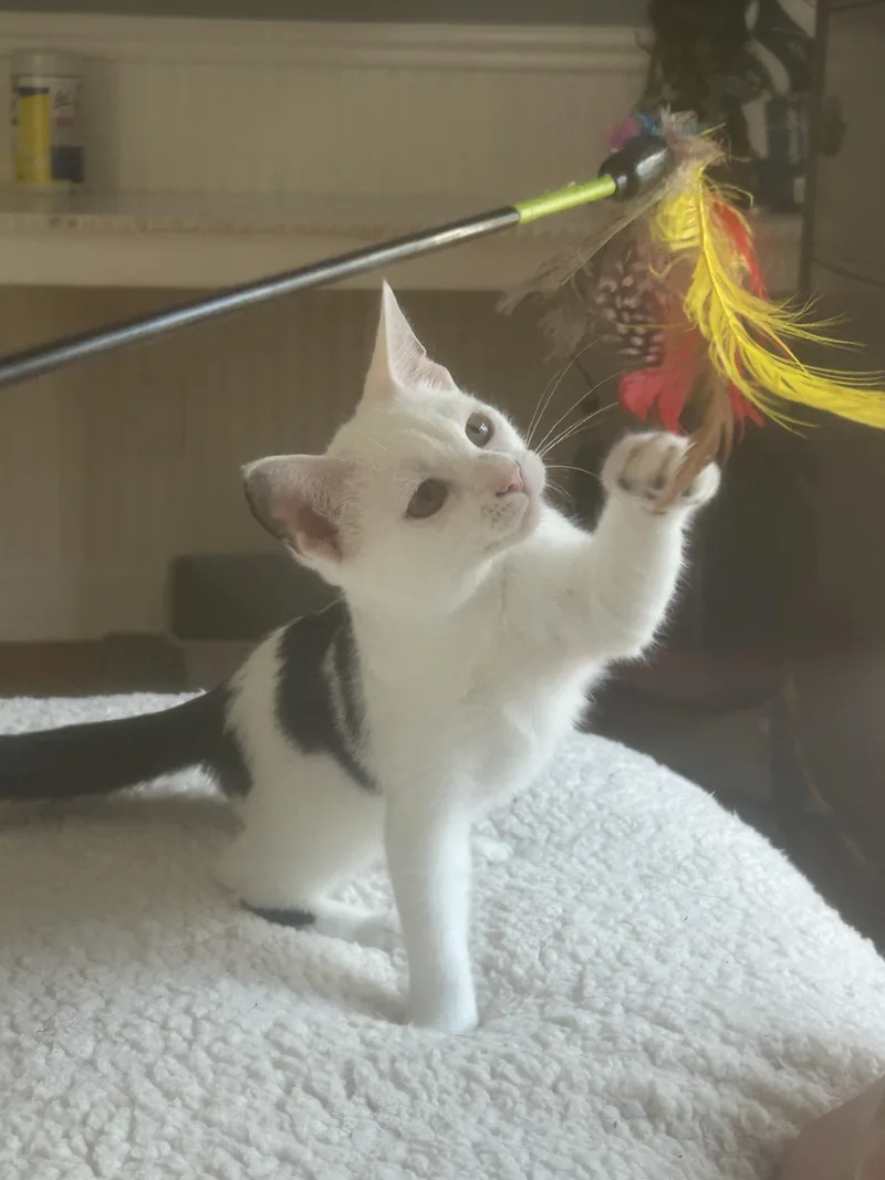 A young medium-sized female White Domestic Short Hair cat named Birdie for adoption in Mount Pleasant, SC