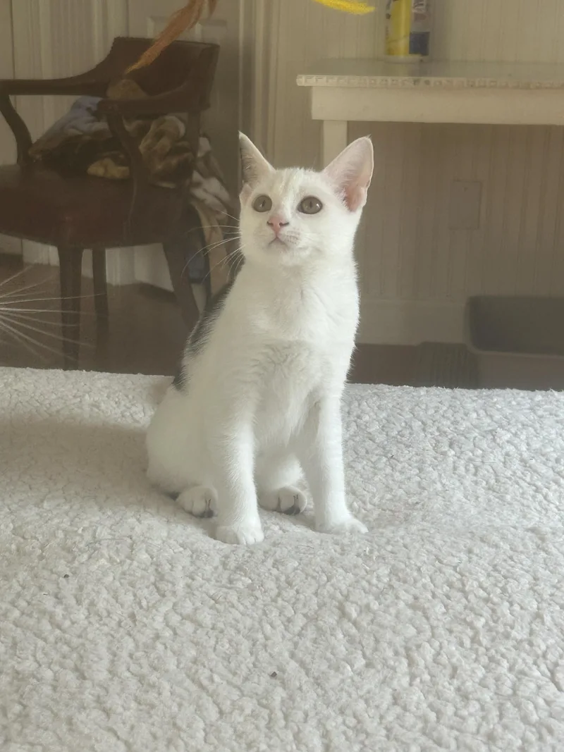 Birdie thumbnail 2