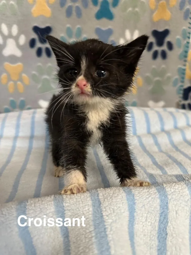 A baby medium-sized female Domestic Short Hair cat named Croissant for adoption in Wabash, IN