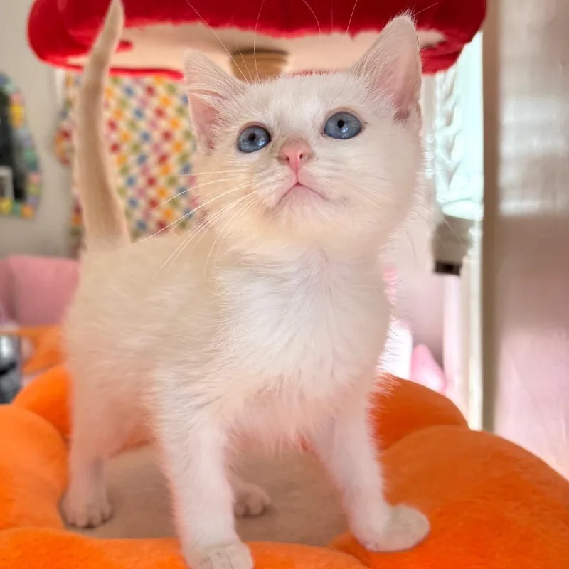 A baby small-sized male Blue Cream Siamese cat named Ghoul for adoption in Lexington, KY