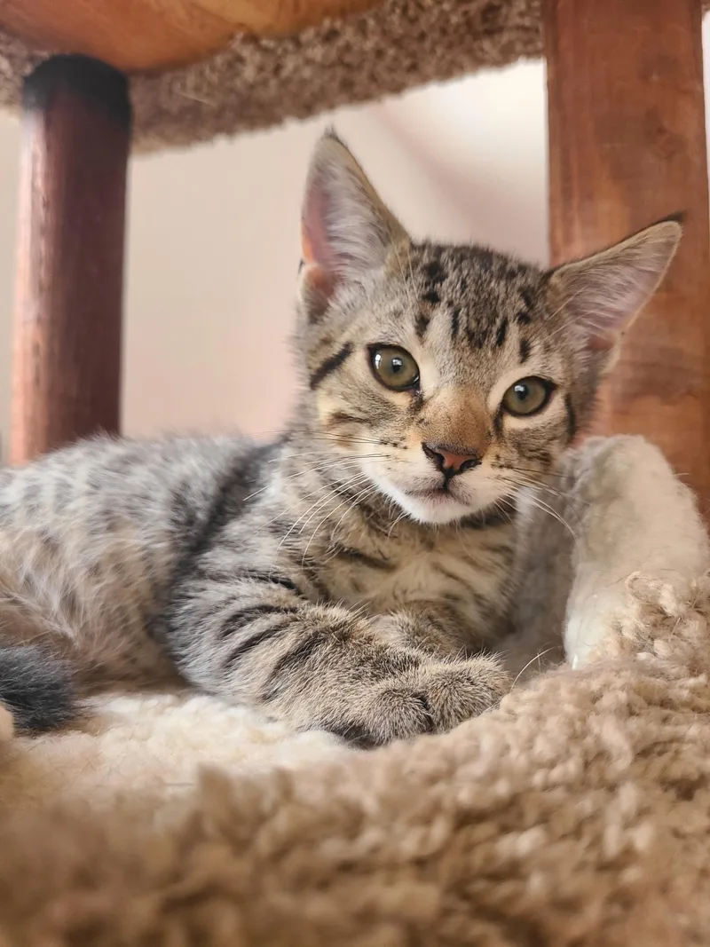 A baby medium-sized male Tabby (Brown / Chocolate) Domestic Short Hair cat named Murphy for adoption in Hudson, NY
