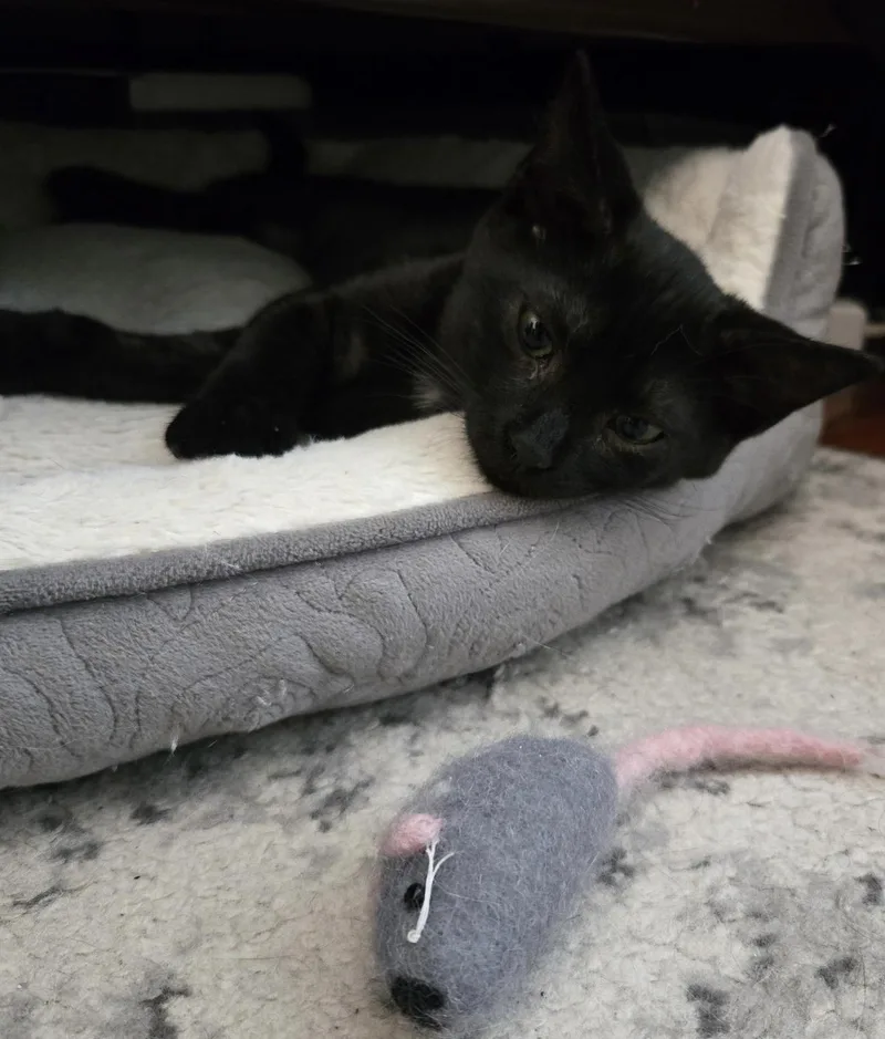 A baby small-sized female Black Domestic Short Hair cat named Bean for adoption in Alexandria, VA