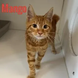 Mango