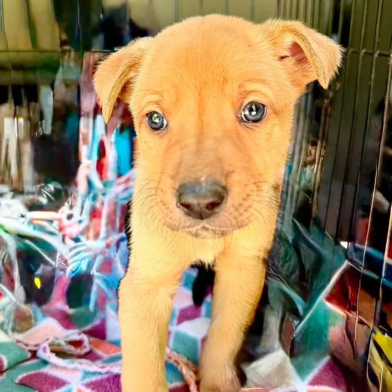 A baby large-sized male Brown / Chocolate German Shepherd Dog dog named Rubble for adoption in Fredericksburg, VA