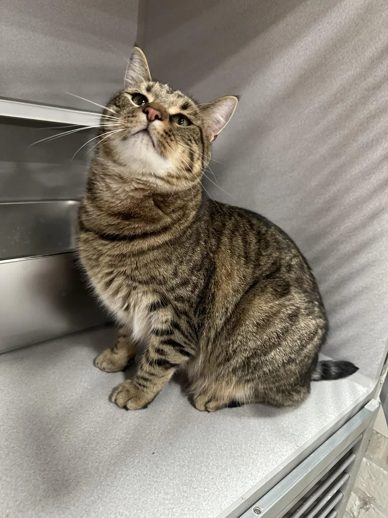 An adult large-sized male Domestic Short Hair cat named Quince for adoption in Webster City, IA