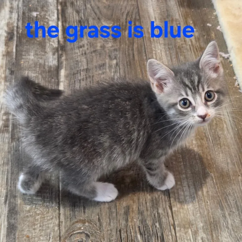 A baby small-sized male Gray / Blue / Silver Domestic Medium Hair cat named The Grass is Blue for adoption in Fredericksburg, VA