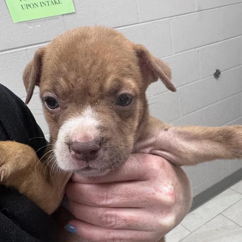 A baby small-sized female Mixed Breed dog named Monica for adoption in Lufkin, TX