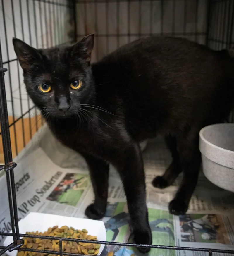 A young medium-sized female Black Domestic Short Hair cat named Sparrow for adoption in Greenville, DE
