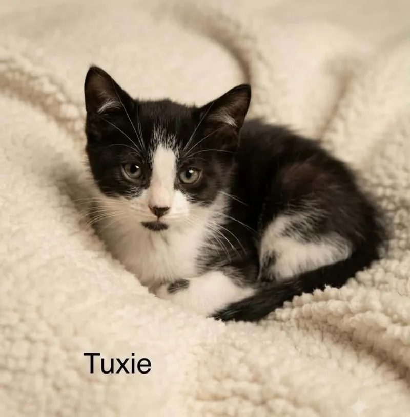 A baby medium-sized female Black & White / Tuxedo Tuxedo cat named Tuxie for adoption in Wyandotte, MI