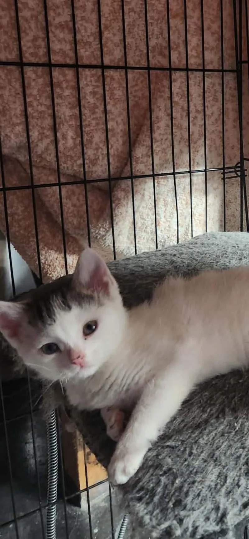 A baby small-sized female White Domestic Short Hair cat named Posey for adoption in Hellertown, PA