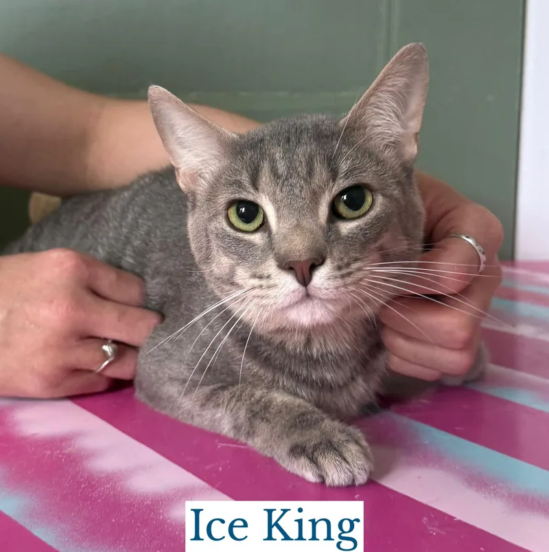 A young medium-sized male Tabby (Gray / Blue / Silver) Domestic Short Hair cat named Ice King for adoption in Berkeley Springs, WV