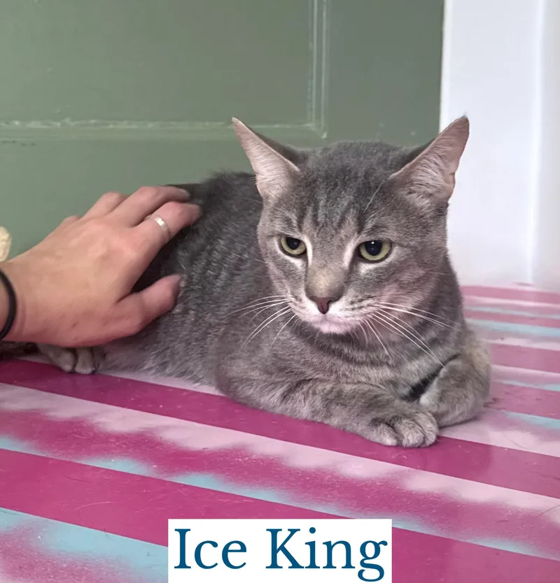 Ice King thumbnail 2