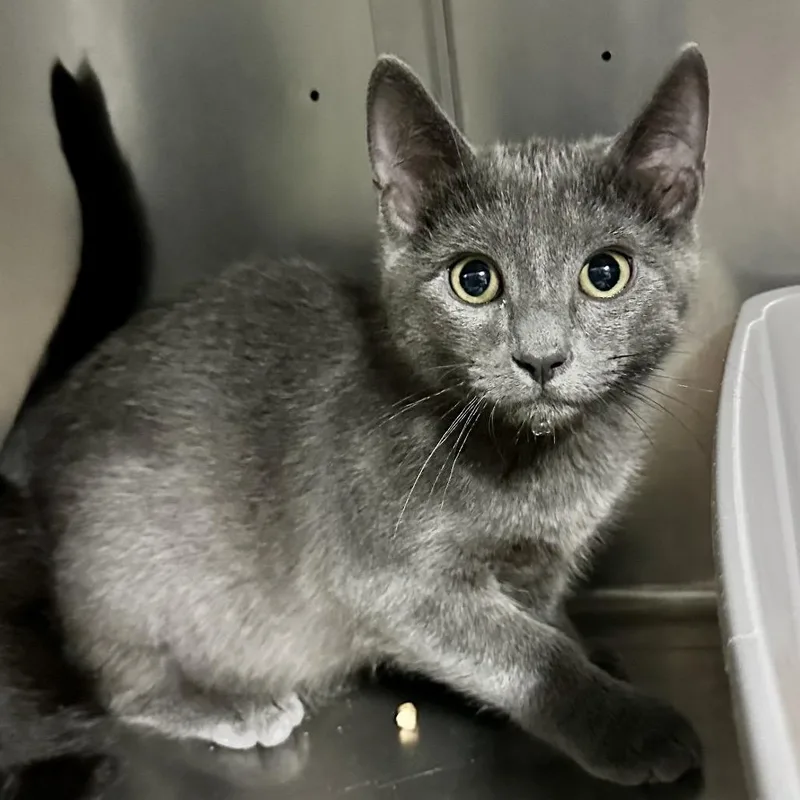 A baby small-sized male Gray / Blue / Silver Domestic Short Hair cat named Chilly C for adoption in Union, MO