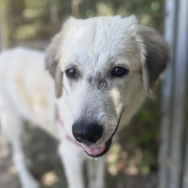 A young medium-sized female White / Cream Shepherd dog named Summer for adoption in Bulverde, TX
