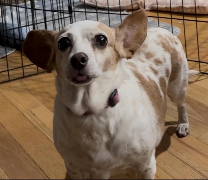 A senior medium-sized female Chihuahua dog named Peanut for adoption in Windsor, CO