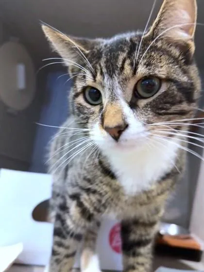 A young medium-sized male Domestic Short Hair cat named Billy for adoption in Washington, DC