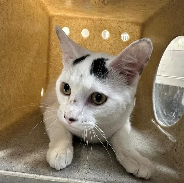 A young medium-sized male Domestic Short Hair cat named Meowzerz for adoption in Lancaster, CA