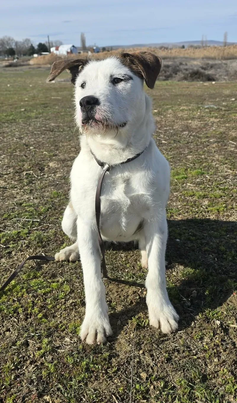 Truffula thumbnail 2