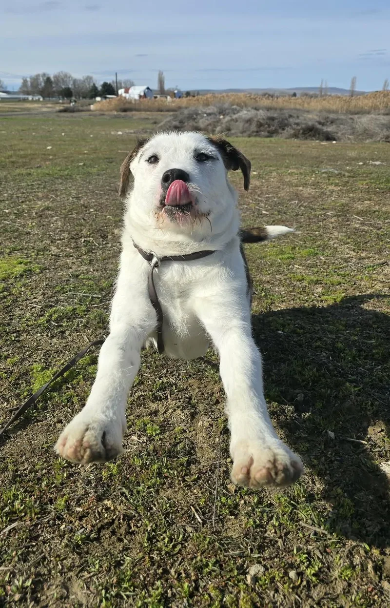 Truffula thumbnail 3