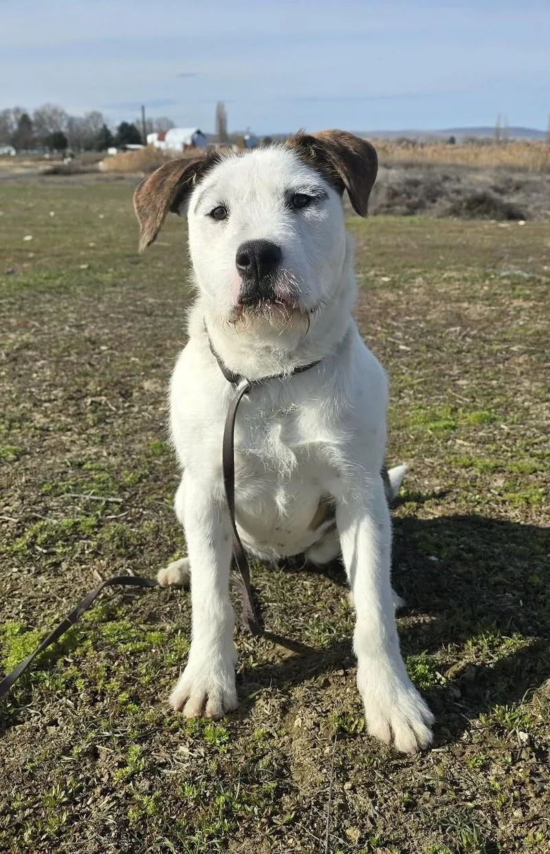 Truffula thumbnail 4