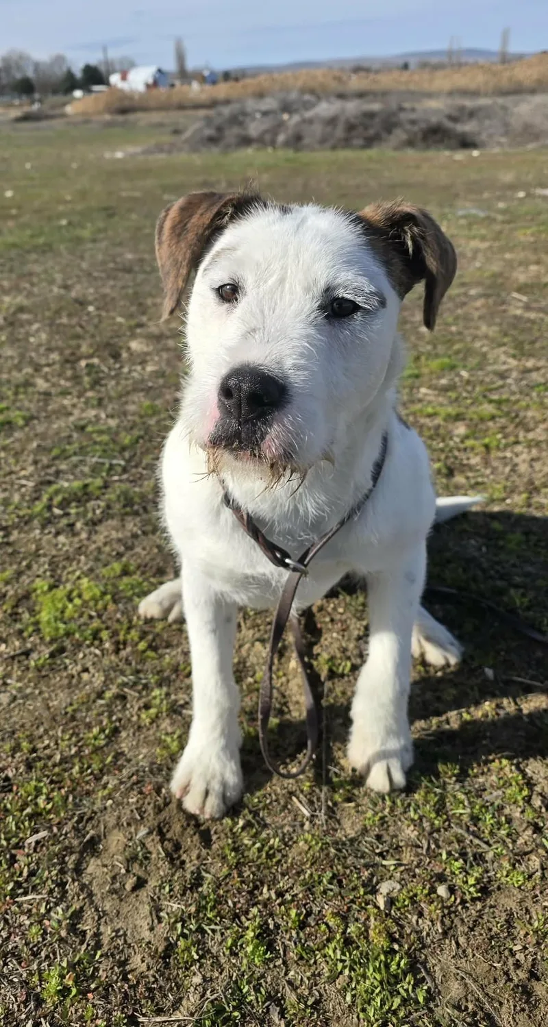 Truffula thumbnail 5