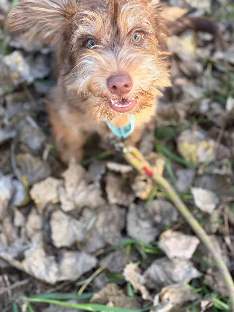 A baby small-sized male Terrier dog named Simba for adoption in Plymouth, MN