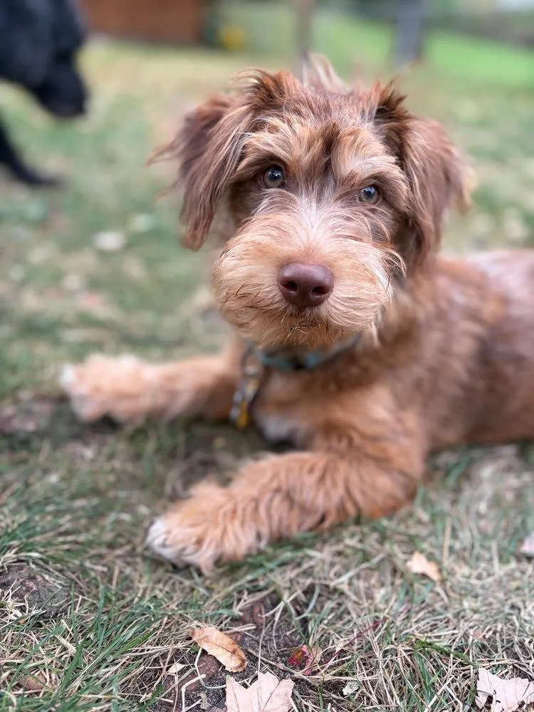 Simba thumbnail 2