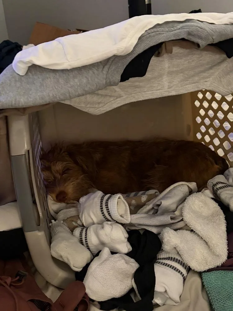 Simba thumbnail 4