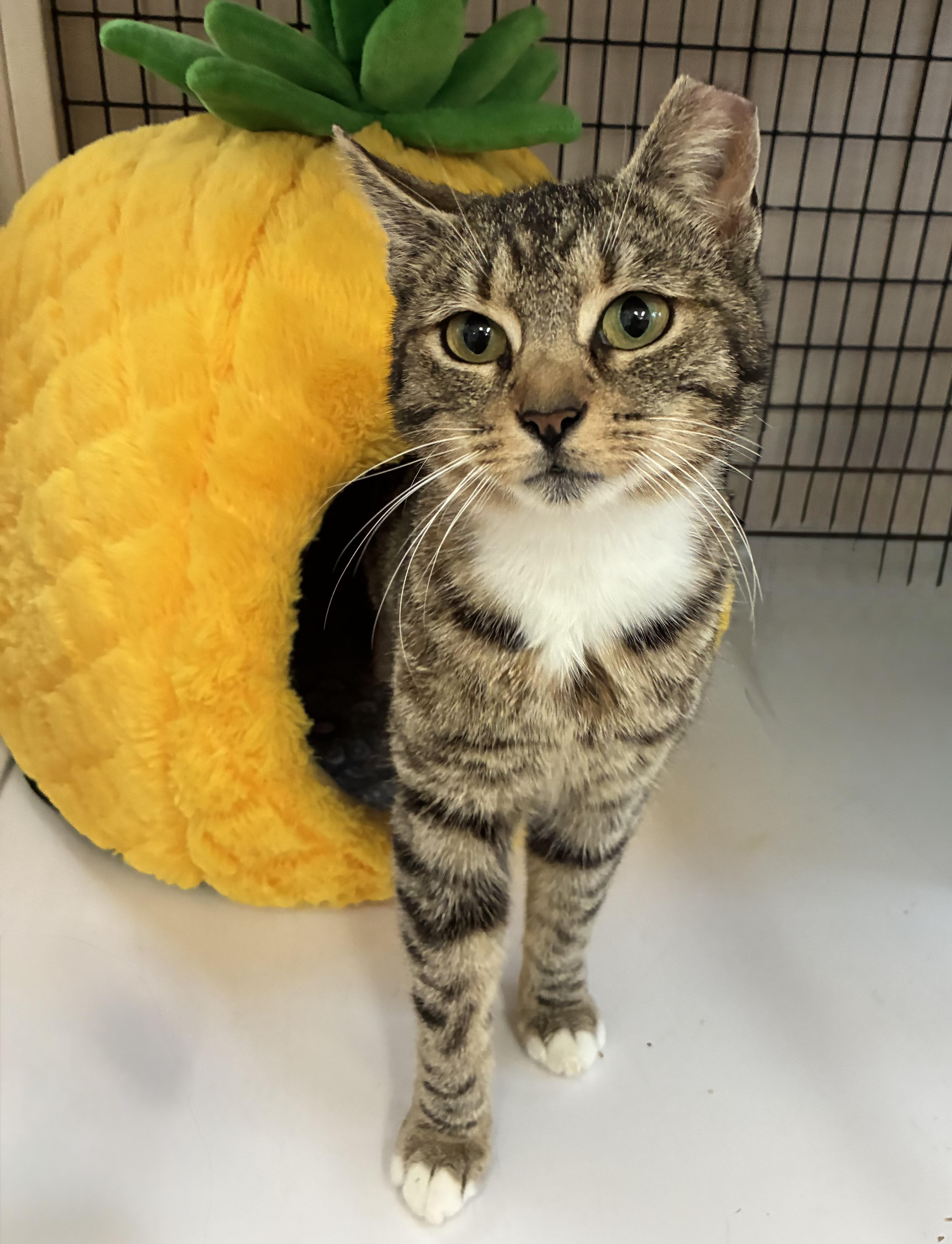 An adult medium-sized female Tabby (Tiger Striped) Domestic Short Hair cat named Sandy Cheeks for adoption in Breinigsville, PA