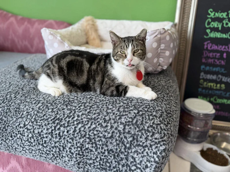 An adult large-sized female Tabby cat named Purple for adoption in Philadelphia, PA