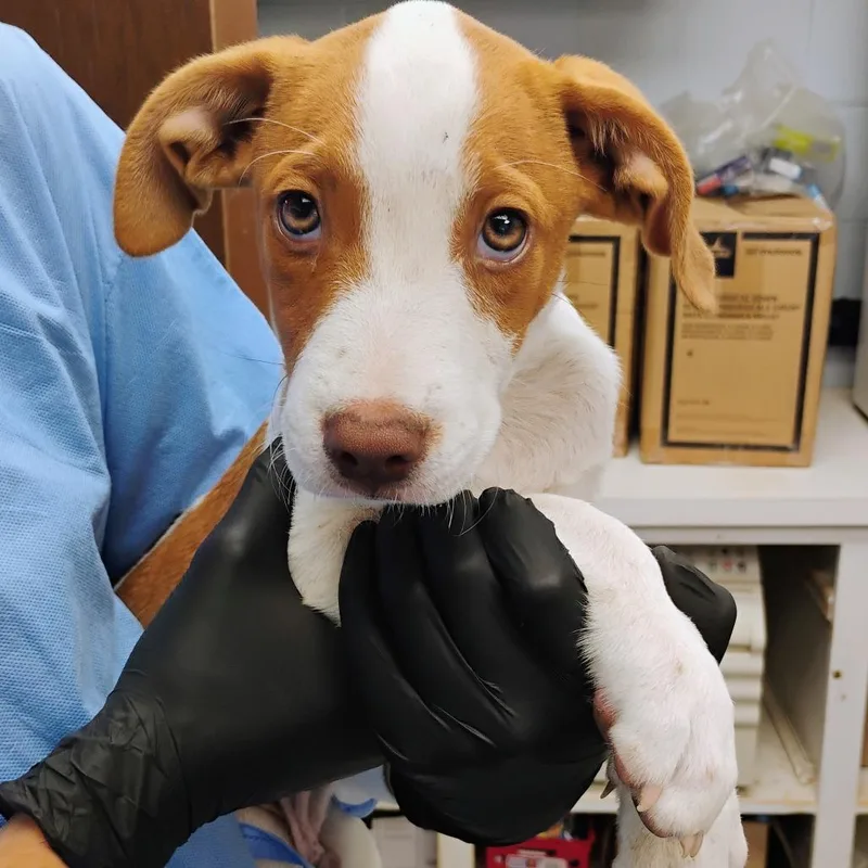 A baby small-sized male Yellow / Tan / Blond / Fawn Mixed Breed dog named Toast for adoption in Duncan, OK