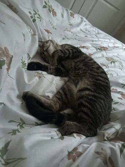 An adult small-sized male Domestic Short Hair cat named Katari for adoption in West Chester, PA
