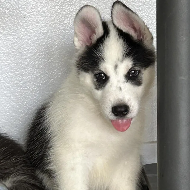 A baby small-sized male Black Husky dog named Bishop for adoption in Long Beach, CA