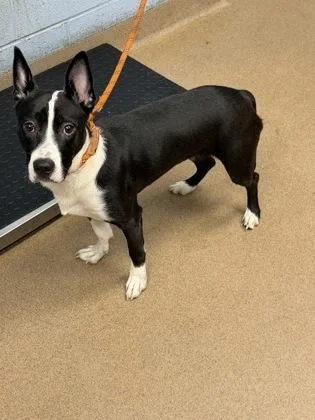 A young medium-sized female Mixed Breed dog named Emoticon for adoption in Chamblee, GA