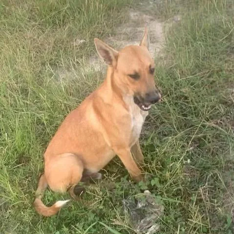 An adult medium-sized male Yellow / Tan / Blond / Fawn German Shepherd Dog dog named Cusco for adoption in Stephens City, VA