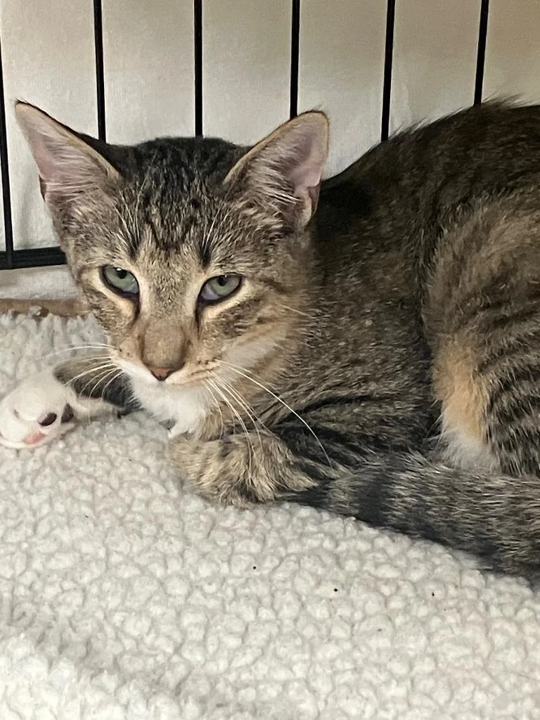 A baby small-sized male Domestic Short Hair cat named Bradford for adoption in Lunenburg, MA