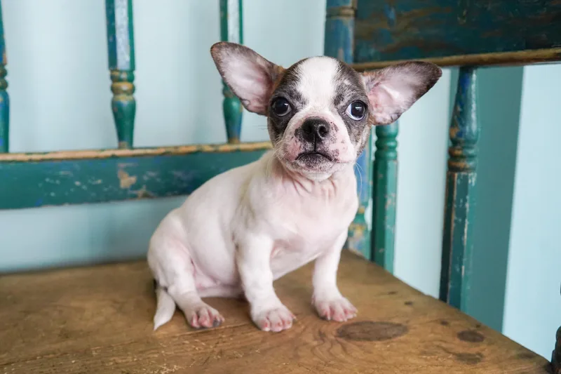 A young small-sized female Boston Terrier dog named Sunny for adoption in San Antonio, TX