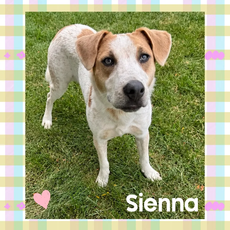 A young medium-sized female Australian Cattle Dog / Blue Heeler dog named Sienna for adoption in Mokena, IL