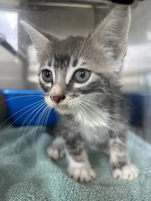 A baby small-sized male Domestic Short Hair cat named Sail for adoption in Pearland, TX
