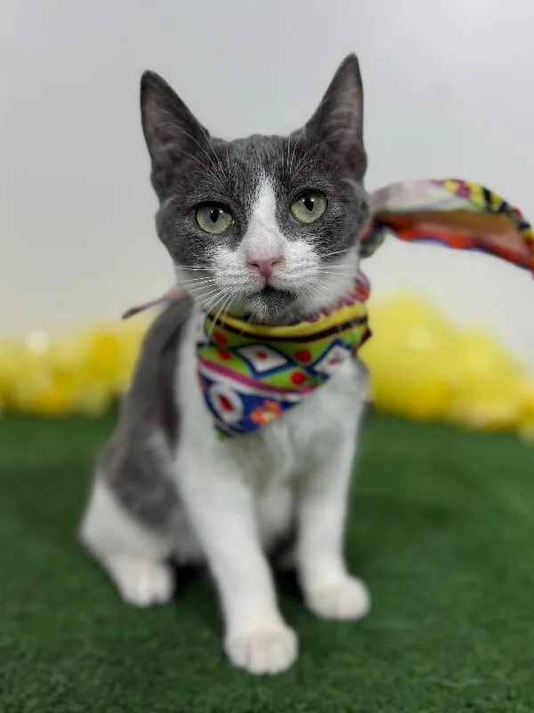 A baby small-sized female White Russian Blue cat named Pucca for adoption in Carlsbad, CA