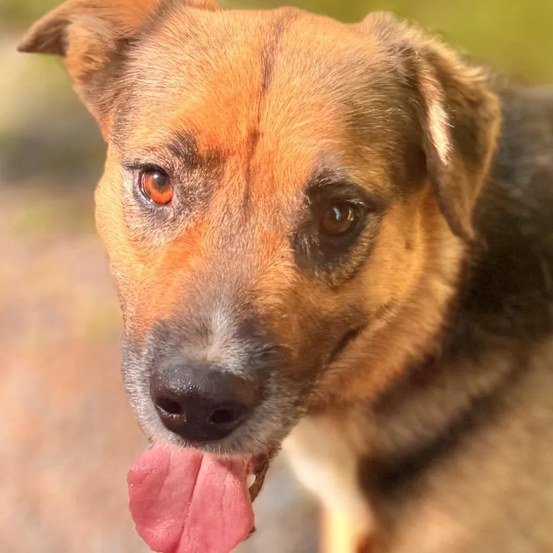 An adult medium-sized male Yellow / Tan / Blond / Fawn German Shepherd Dog dog named Meegosh for adoption in Milford, NY
