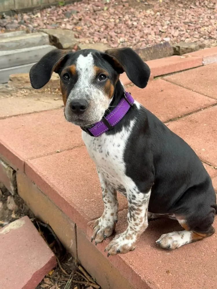 Duke