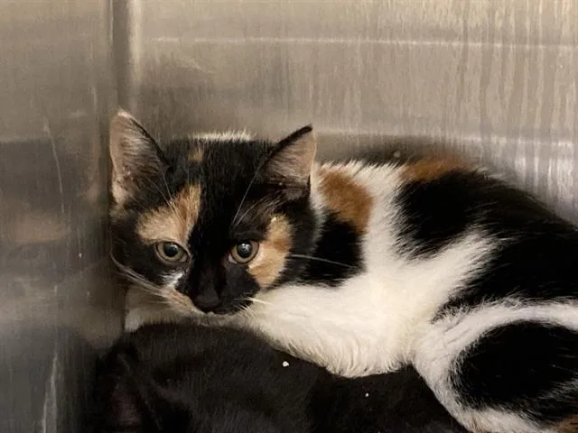 A baby small-sized female Domestic Short Hair cat named Lennon for adoption in Tustin, CA