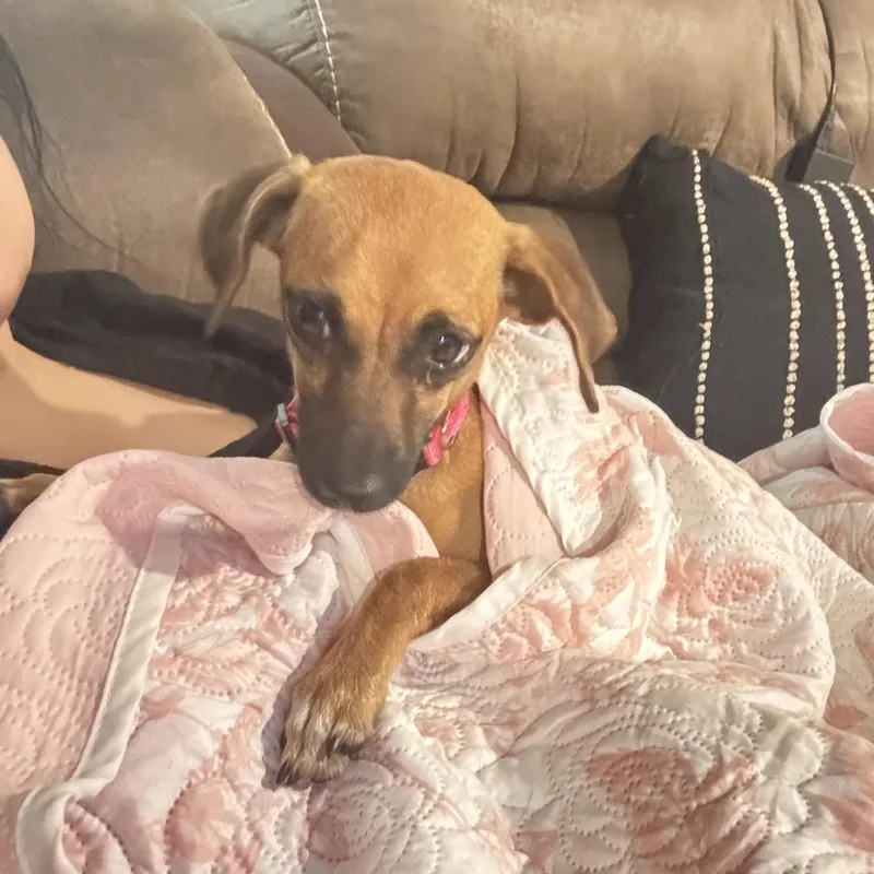 An adult small-sized female Brown / Chocolate Chihuahua dog named Wren for adoption in Crosby, TX