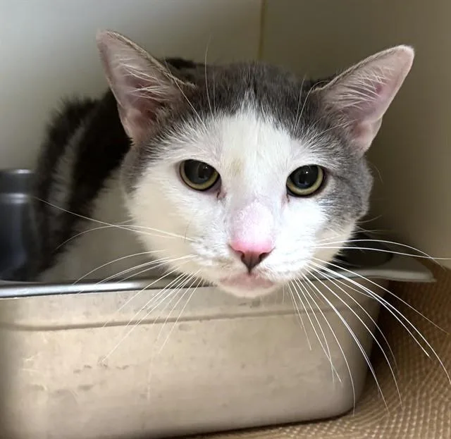 A young medium-sized male Domestic Short Hair cat named Grayson for adoption in Dedham, MA