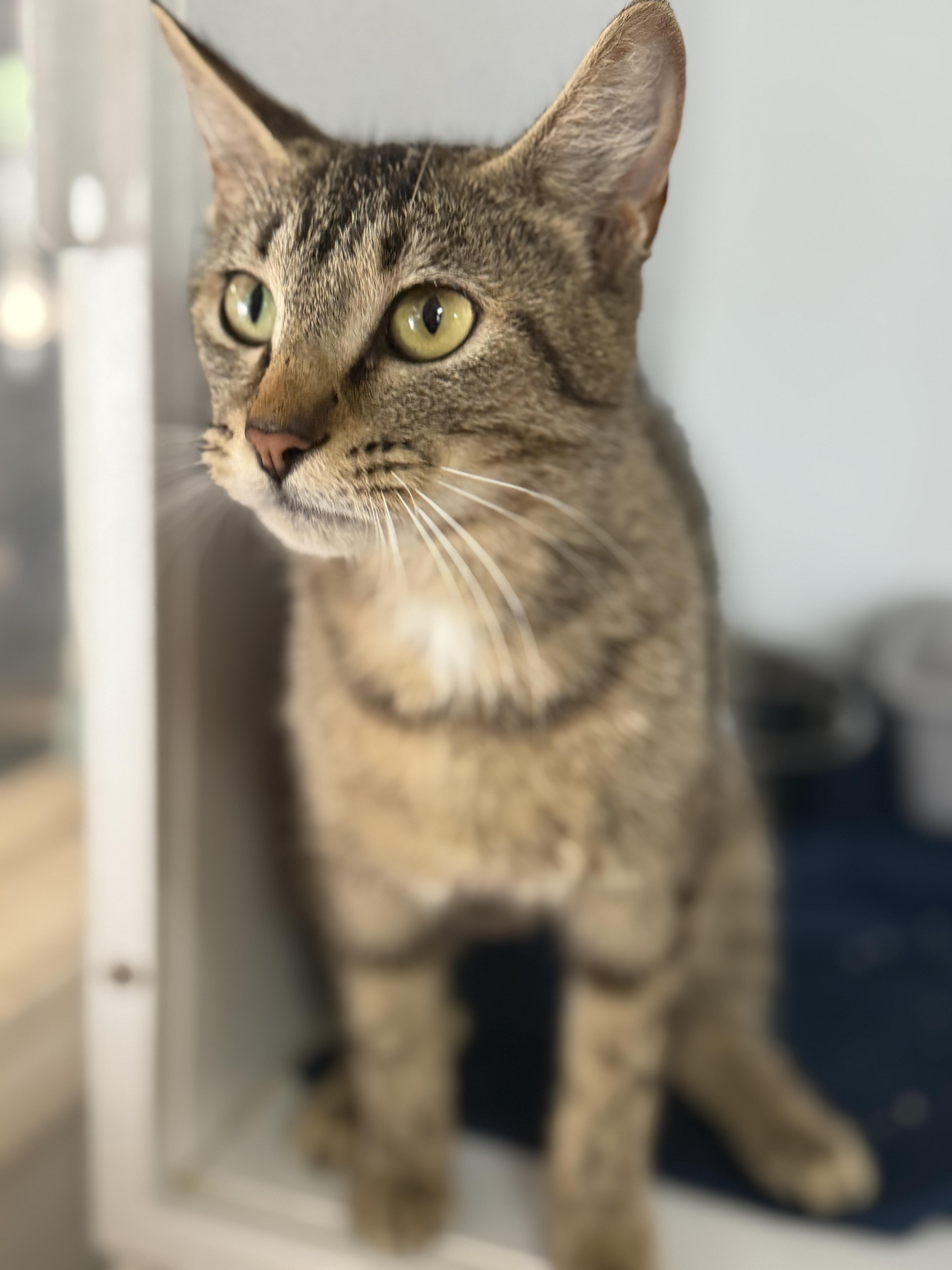 A young medium-sized female Tabby cat named Raisin Bran for adoption in Columbia, SC