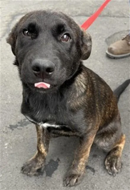 A baby small-sized female German Shepherd Dog dog named Katherine for adoption in San Bernardino, CA