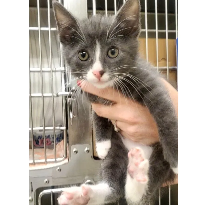 A baby small-sized male Gray / Blue / Silver Domestic Short Hair cat named Ron Swanson for adoption in Novelty, OH