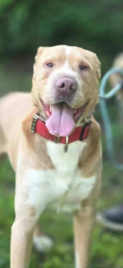A young small-sized male Shar-Pei dog named Dudley for adoption in Olney, IL